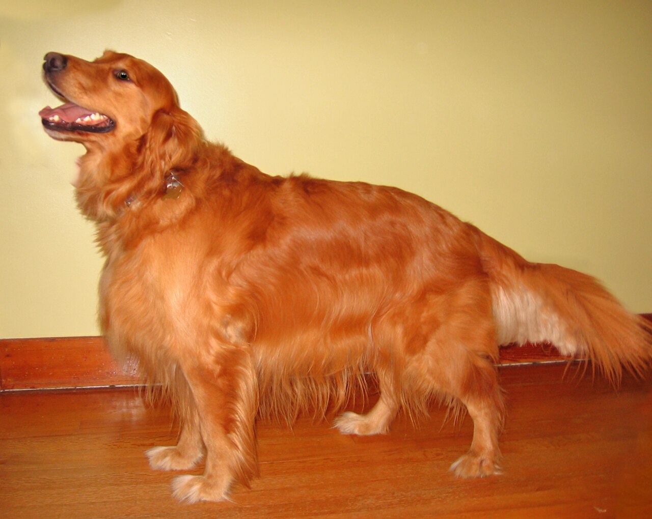 Golden Retriever adulto de pie, de perfil, mostrando el cuerpo entero