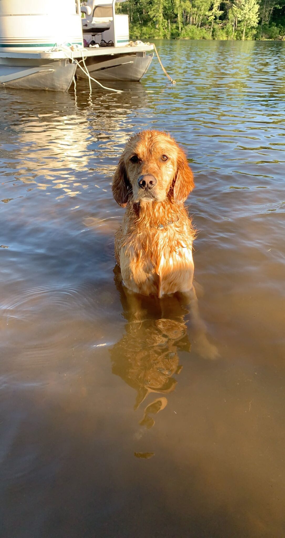 Golden Retriever mojado dentro de un lago