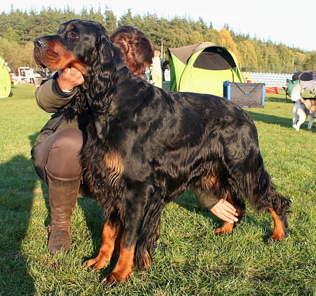 It ‘s Gordon Setter .