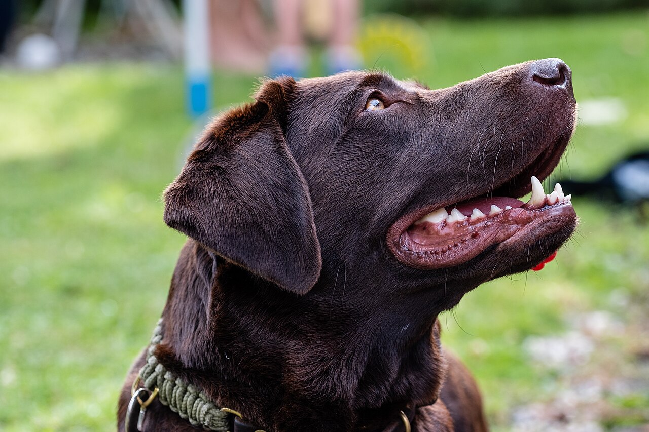Primer plano de la cabeza de un Labrador Retriever