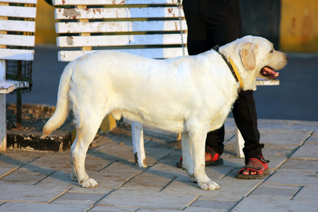 Labrador Retriever amarillo de pie, cuerpo entero