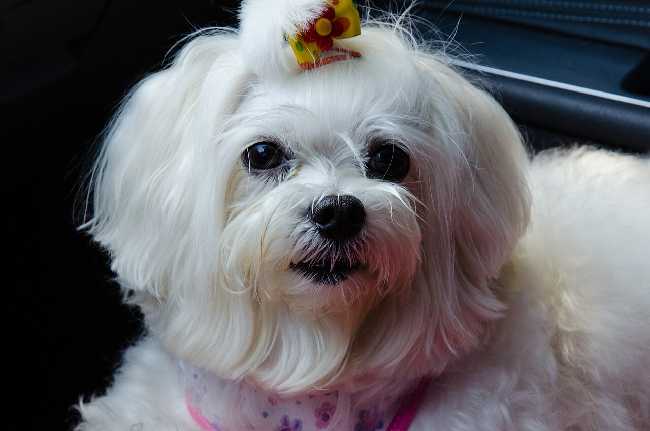 Bichón Maltés adulto de pelaje blanco posando sobre hierba