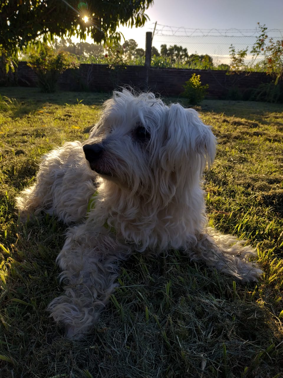 Bichón Maltés con corte de pelo intermedio mirando a cámara