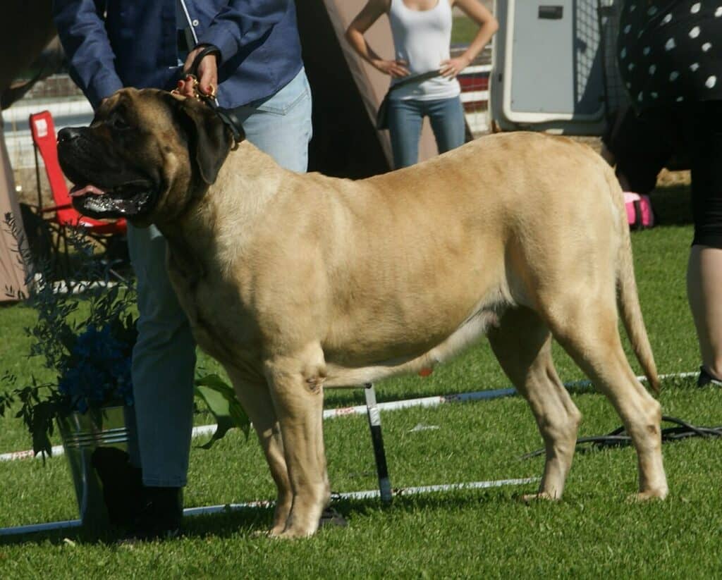 Mastiff