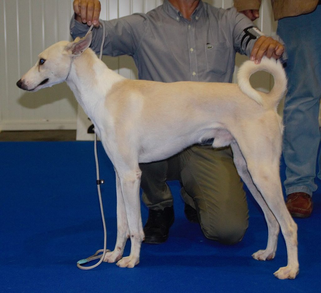 Cretan Hound