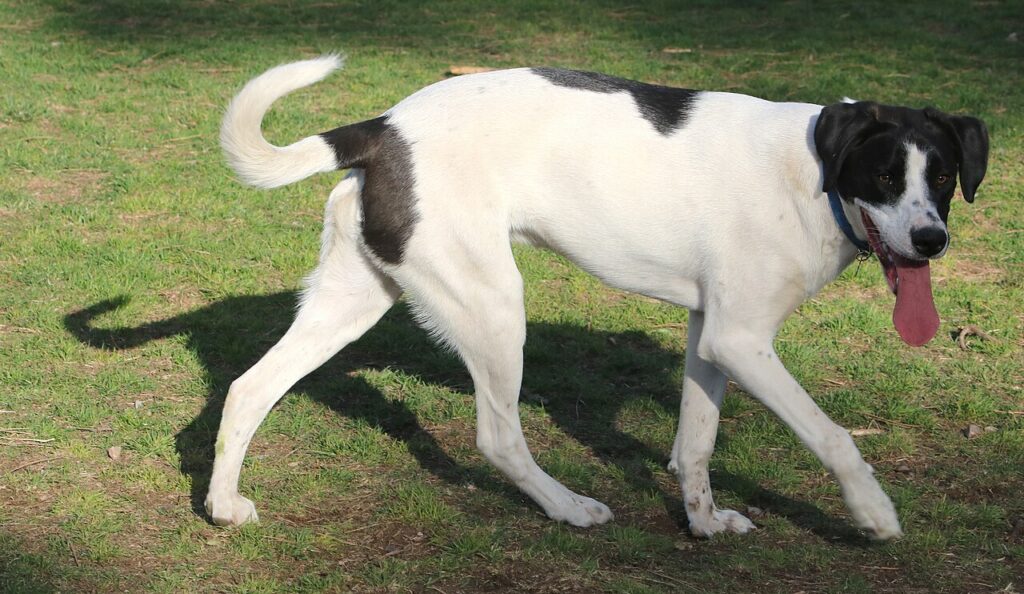 Pointer