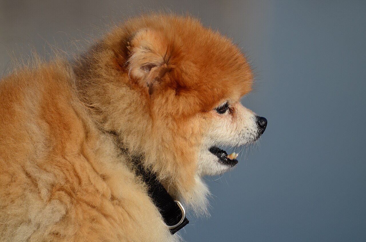 Pomerania naranja de perfil mostrando su cara zorruna y pelaje denso
