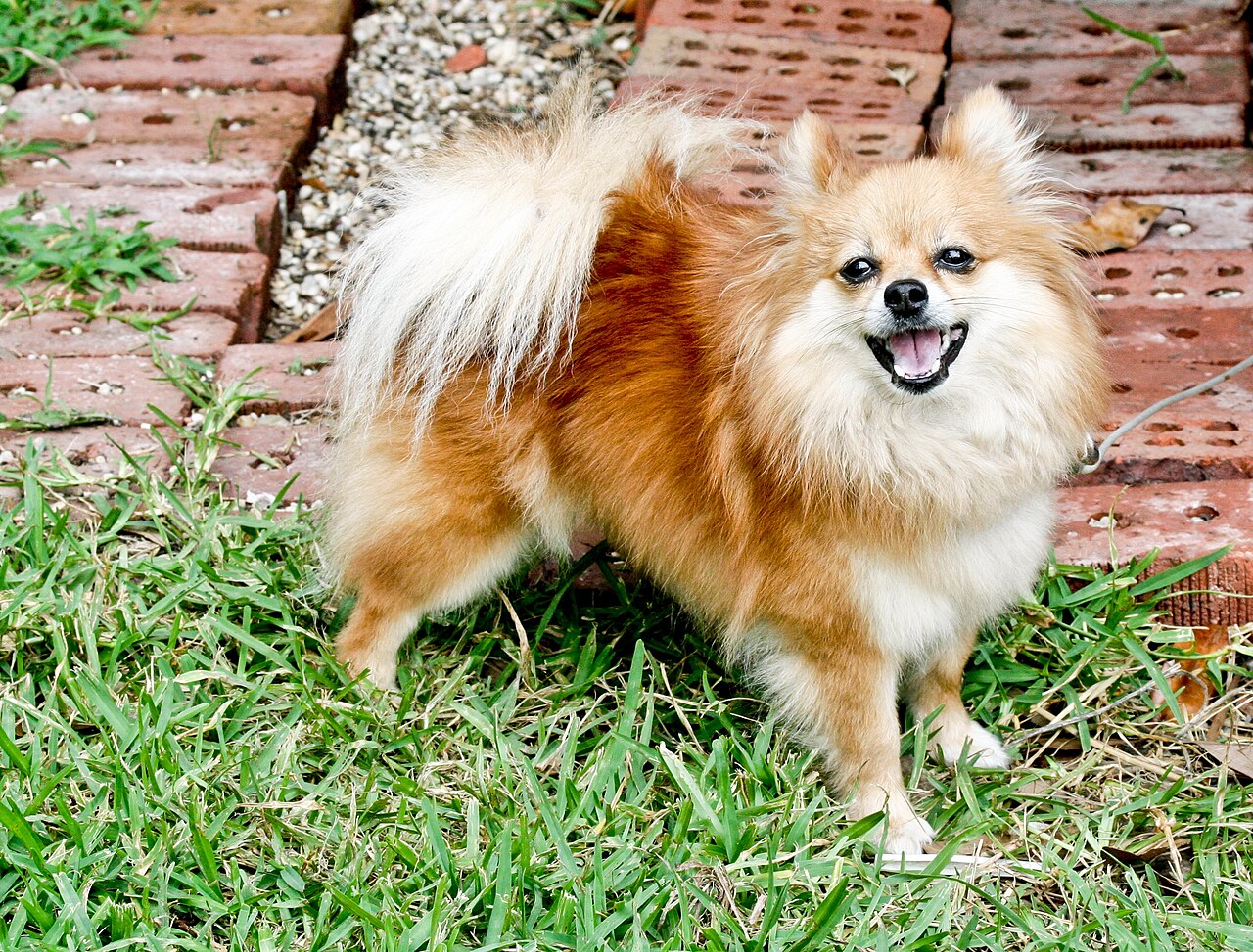 Pomerania de cuerpo entero sobre hierba con la cola emplumada sobre el lomo
