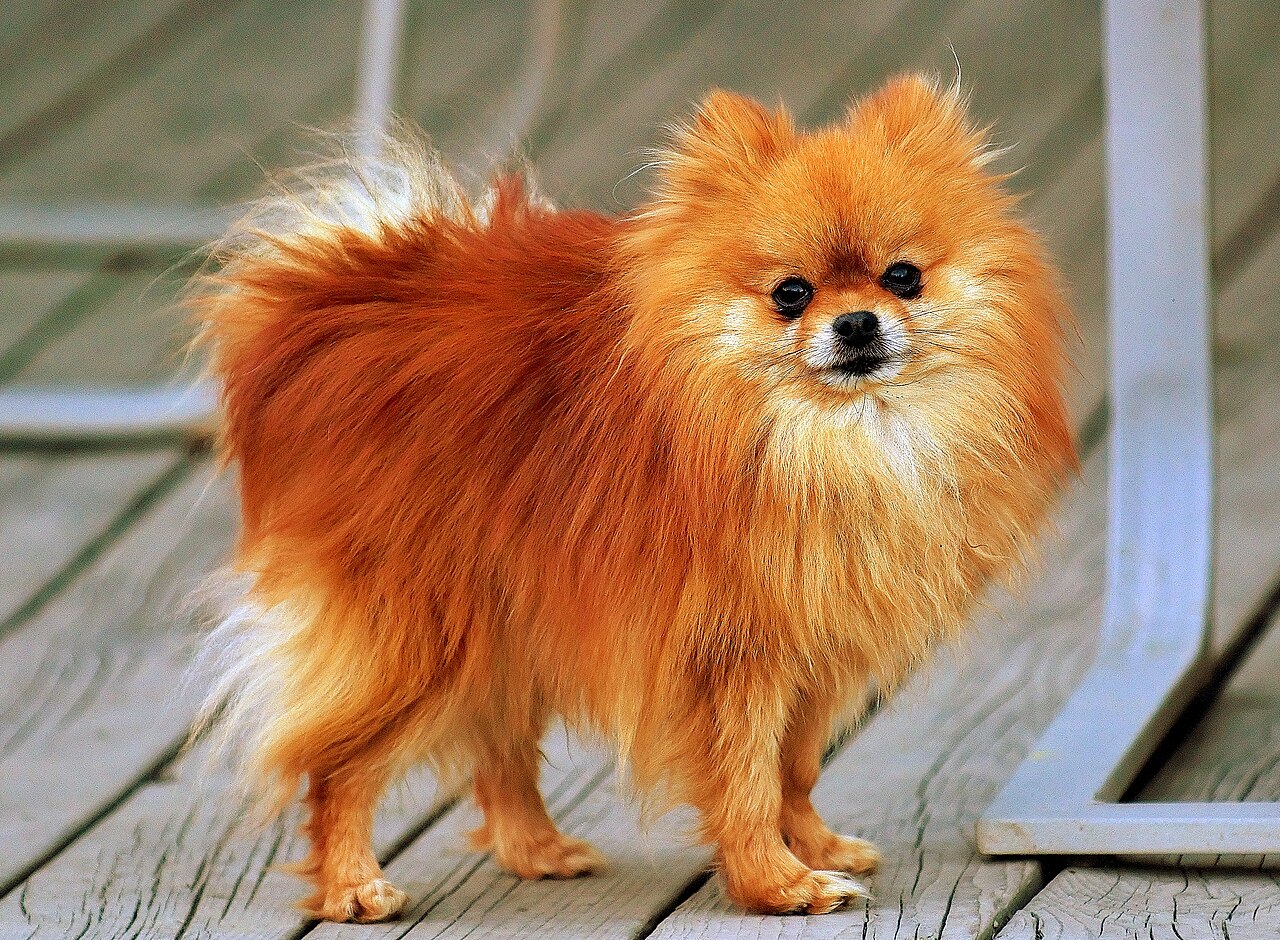 Pomerania naranja de pie mostrando su abundante manto doble