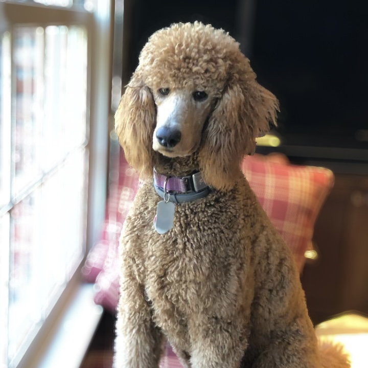 Poodle