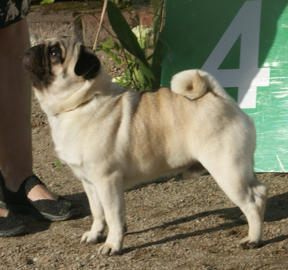 Carlino leonado con su tipica mascara negra