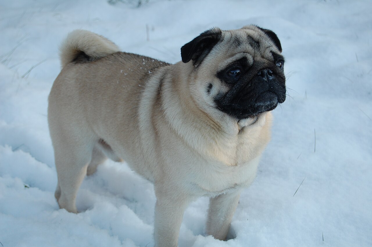 Carlino leonado de pie sobre la nieve al aire libre