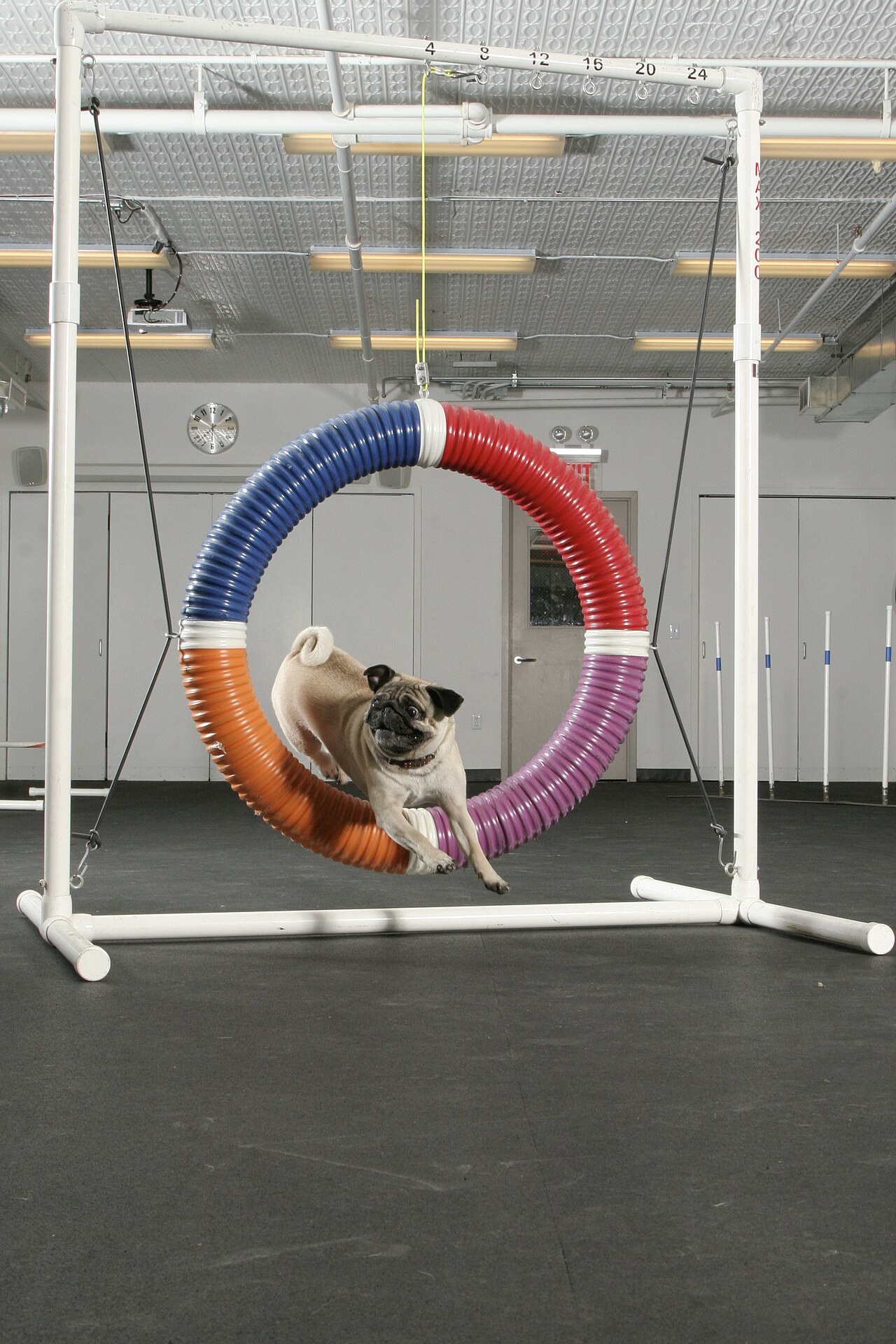 Carlino practicando agility, saltando un obstaculo