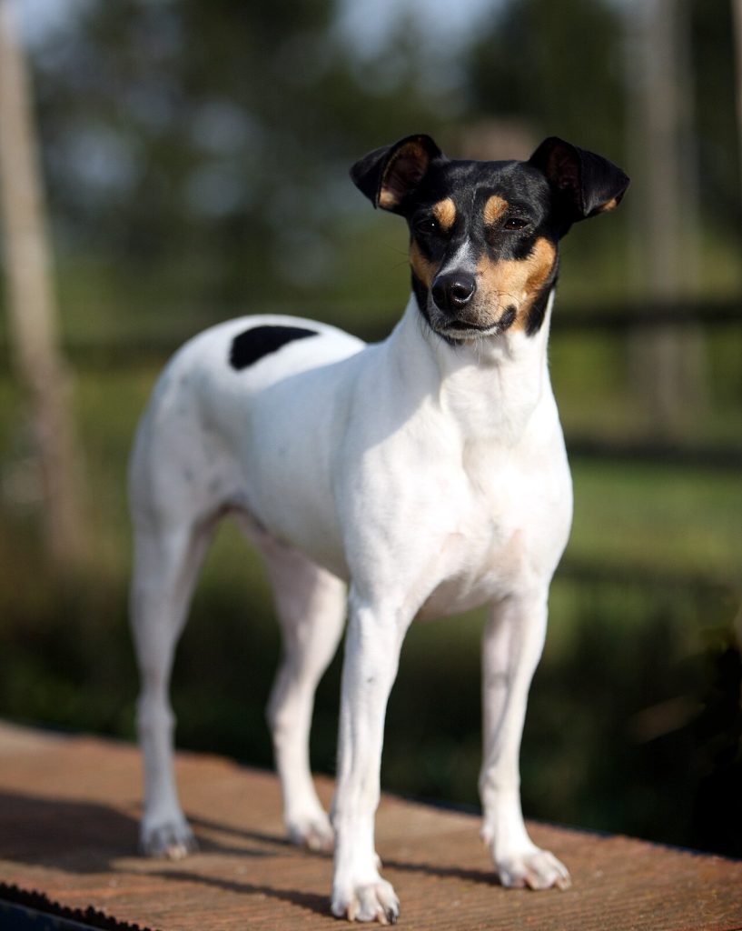 Andalusian terrier