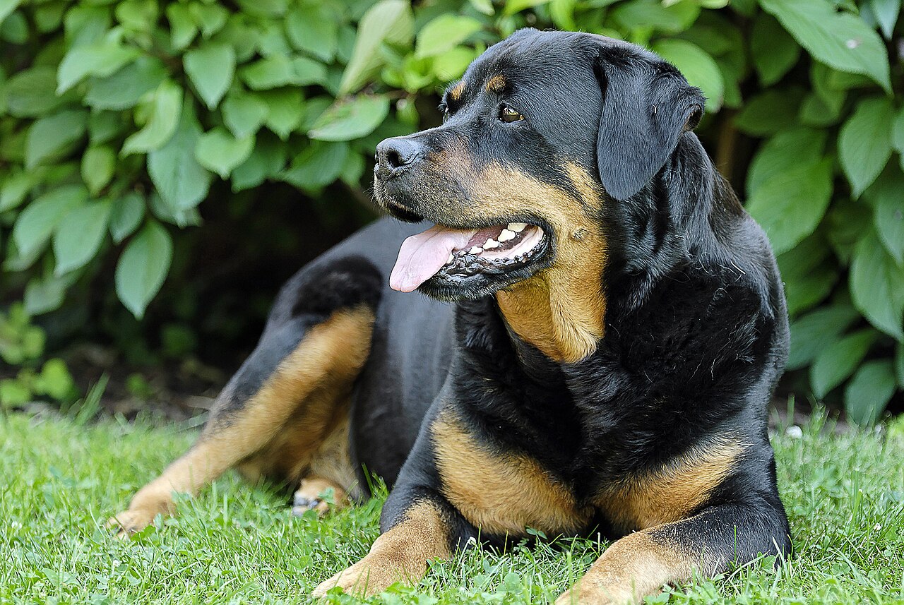 Rottweiler adulto tumbado en la hierba mostrando su pelaje negro con manchas fuego