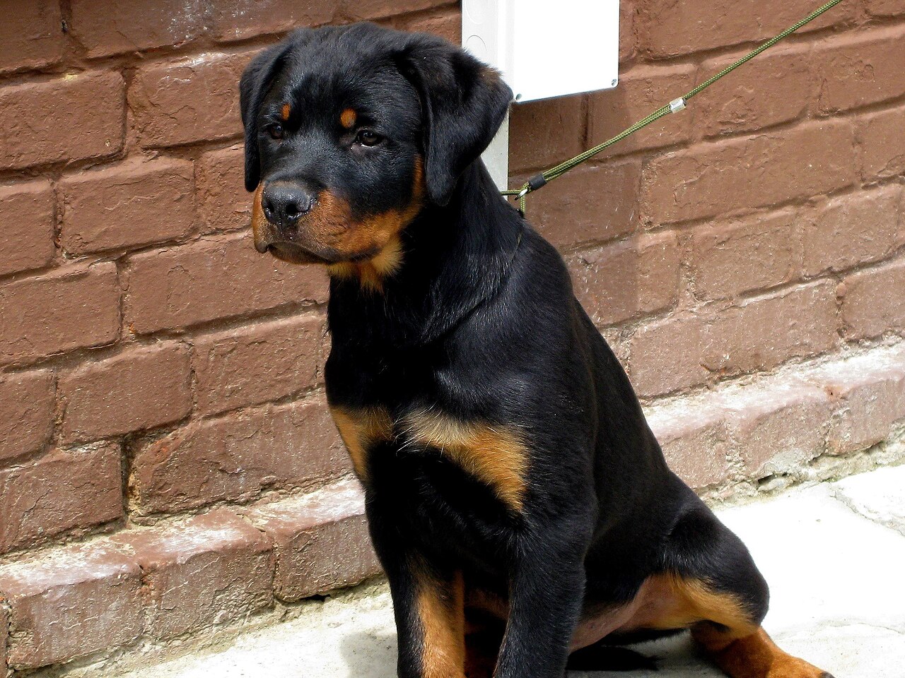 Cachorro de Rottweiler sentado mostrando las marcas fuego en cara y patas