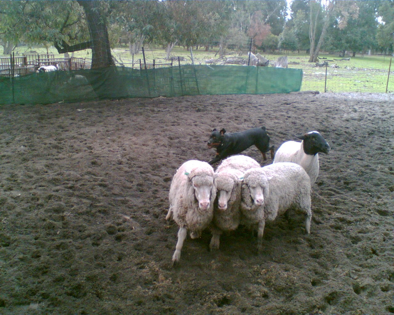 Rottweiler conduciendo ovejas en una finca, demostrando su instinto de pastoreo