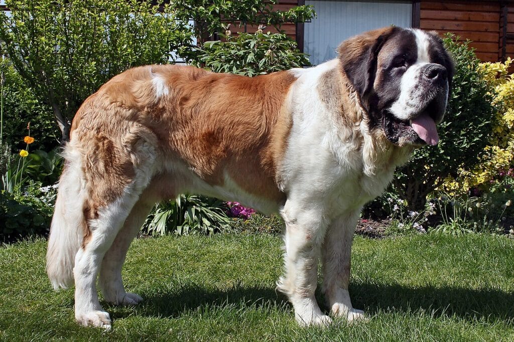 Saint Bernard, perro de raza