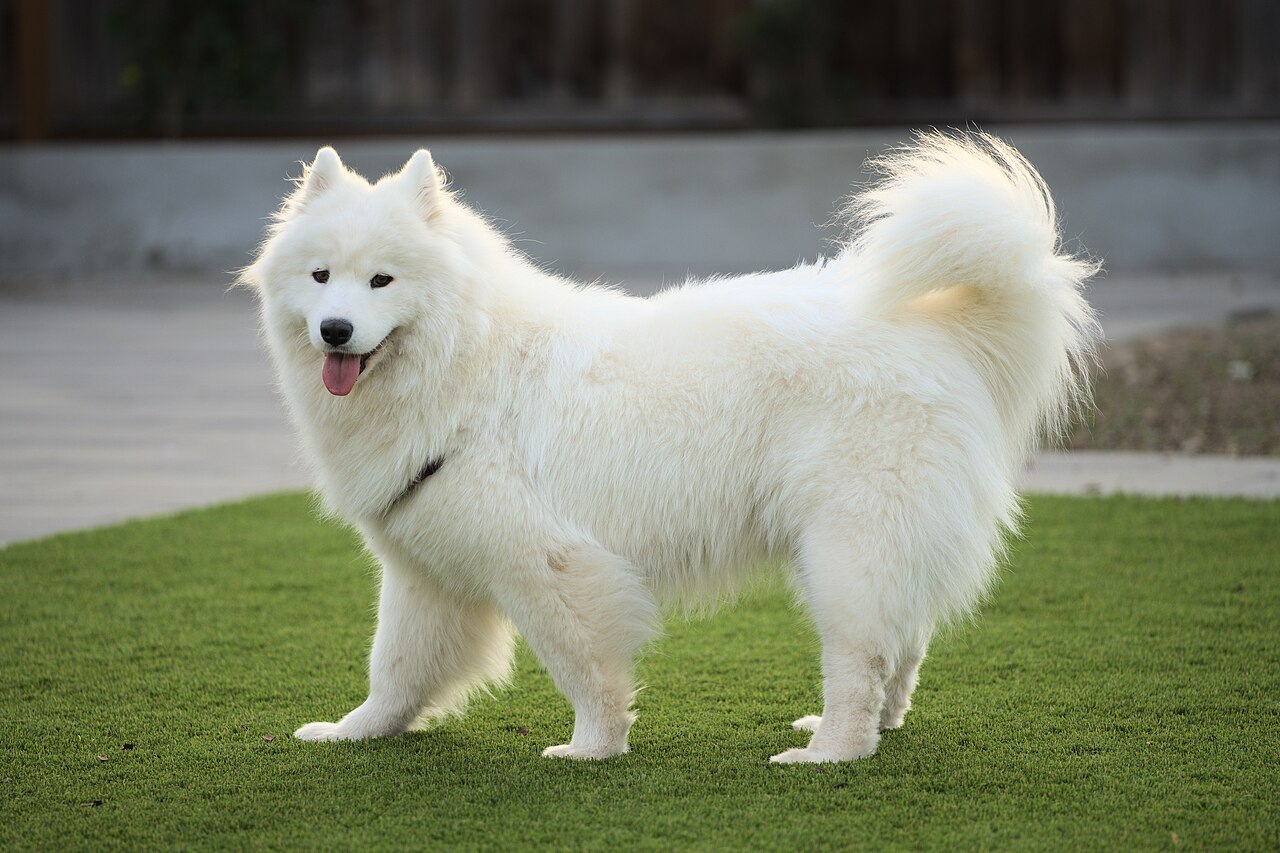 Samoyedo adulto de pelaje blanco posando de cuerpo entero