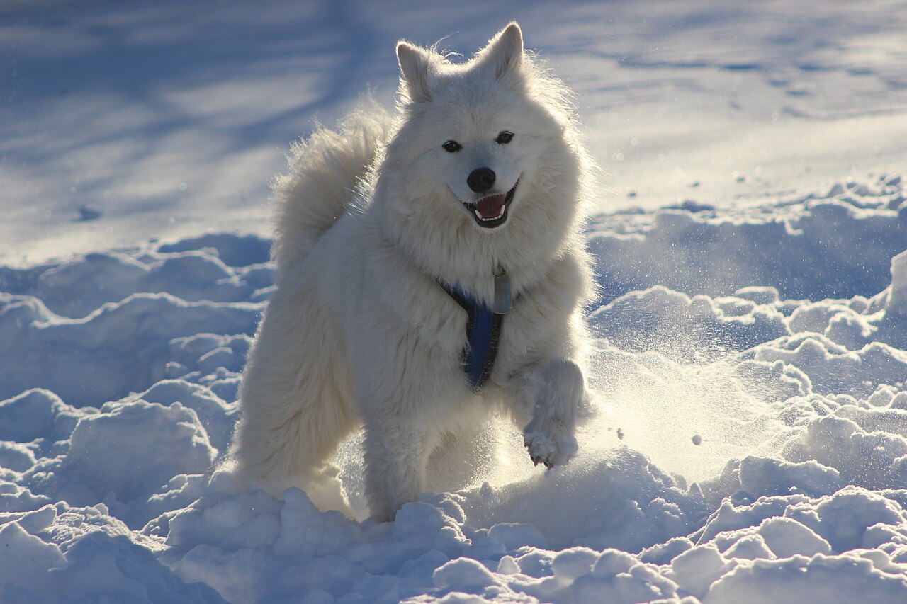 Samoyedo jugando sobre la nieve
