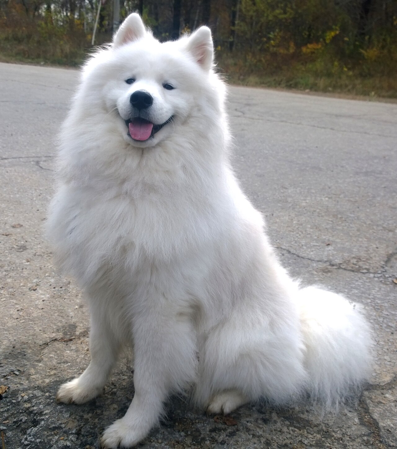 Retrato de Samoyedo mostrando la sonrisa caracteristica