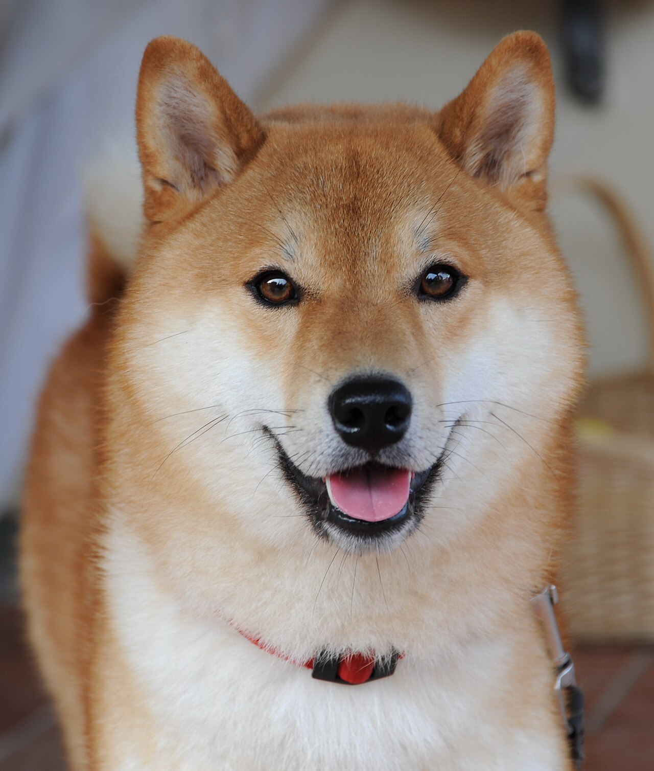 Shiba Inu rojo de cuerpo entero al aire libre