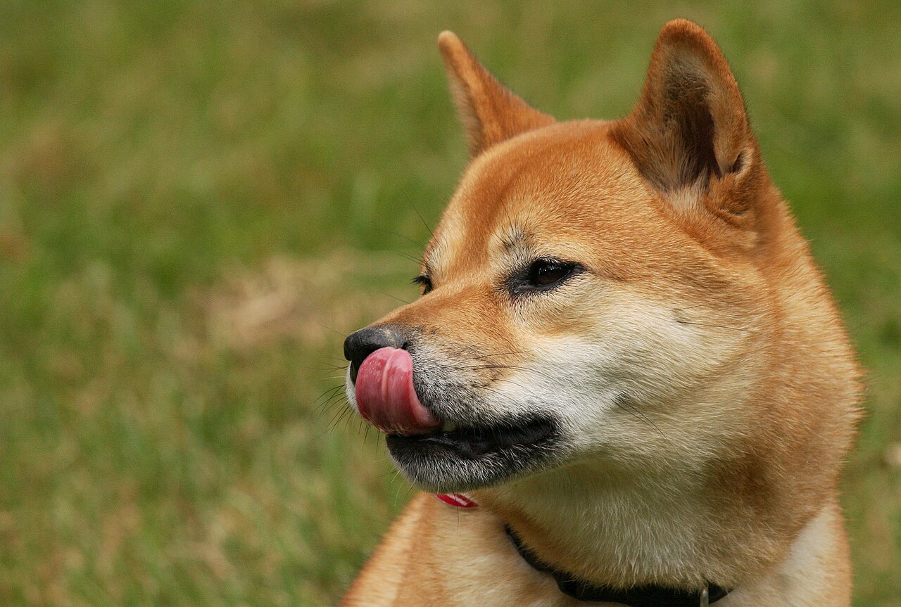 Cabeza de Shiba Inu con orejas triangulares erguidas