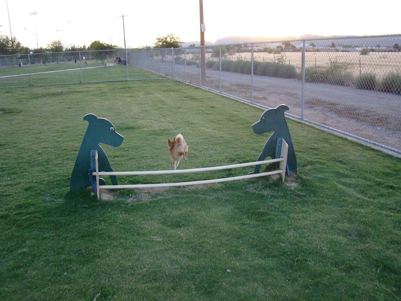 Shiba Inu saltando un obstáculo de agility en acción