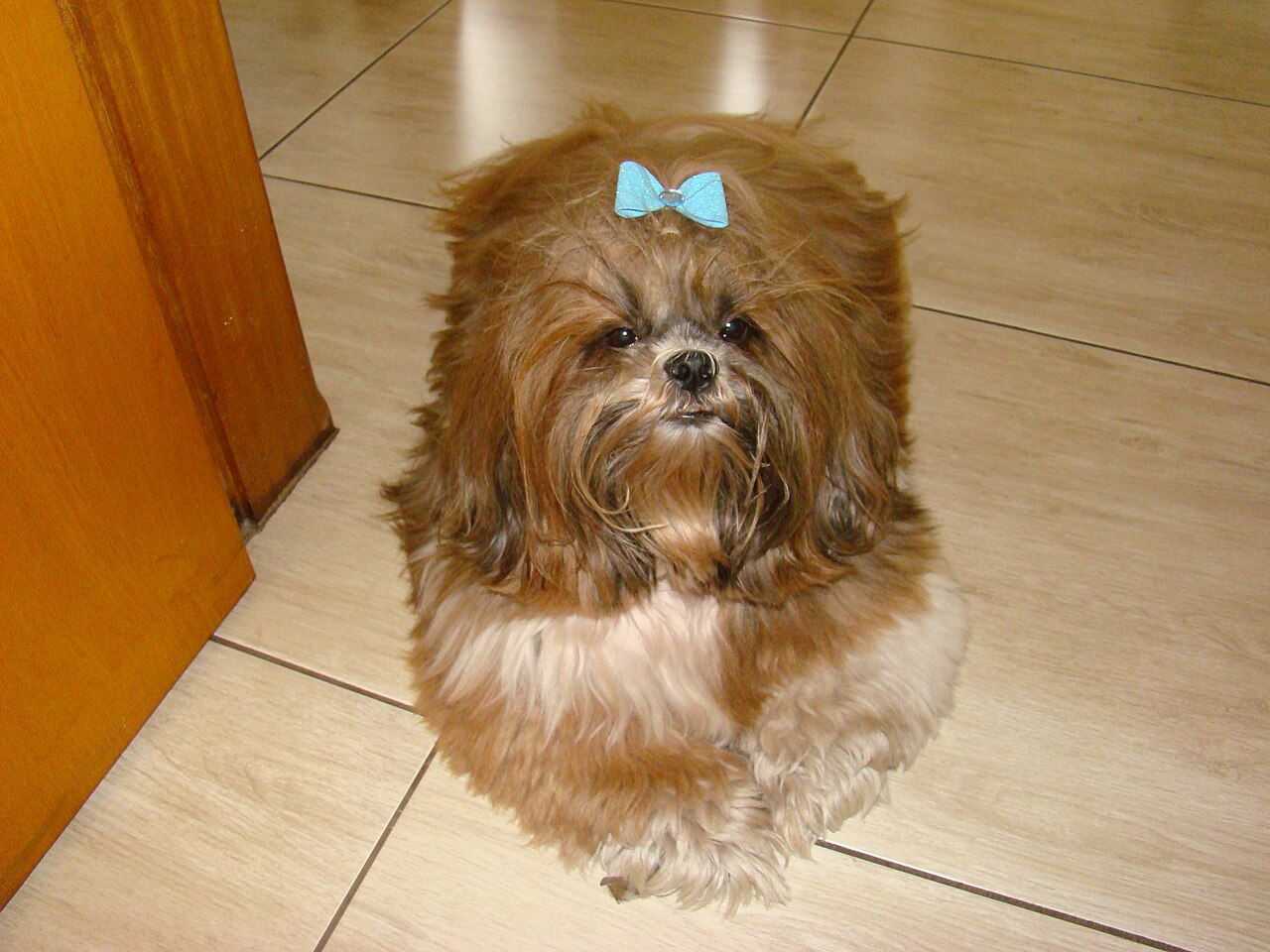 Shih Tzu adulto bien acicalado mostrando su pelaje largo y su cara de leon