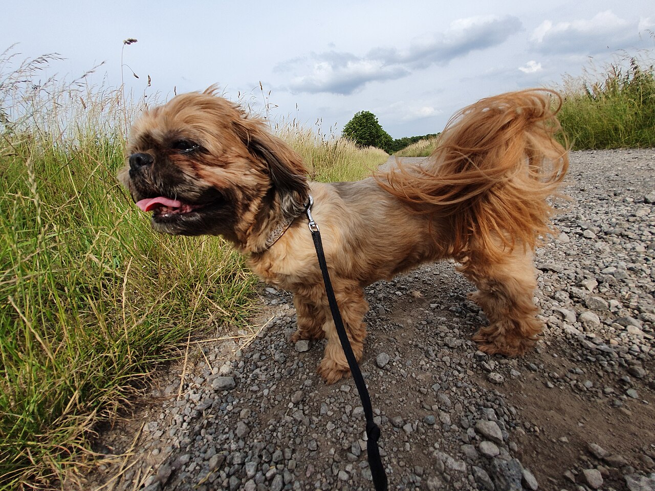 Shih Tzu paseando al aire libre