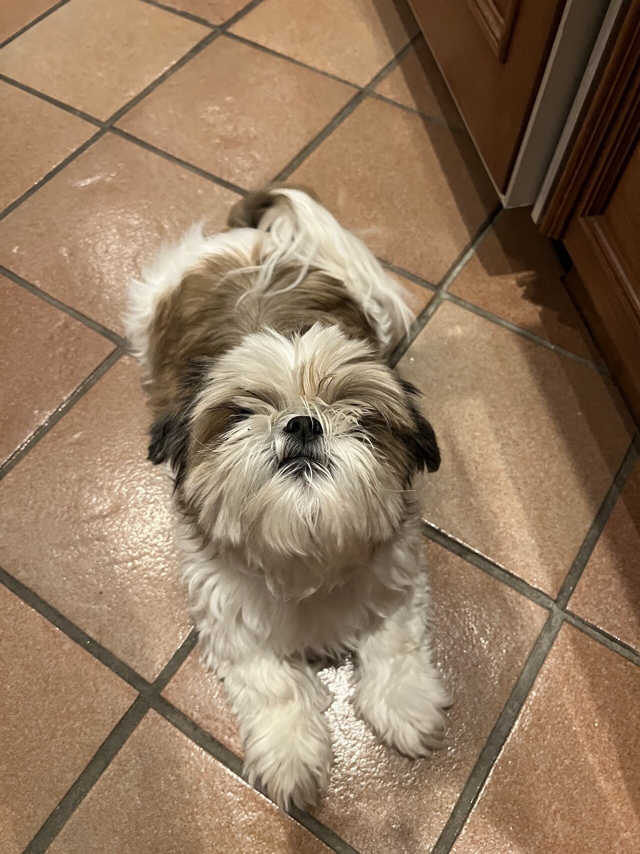 Shih Tzu con el pelo largo cubriendo los ojos, que conviene recoger en un mono