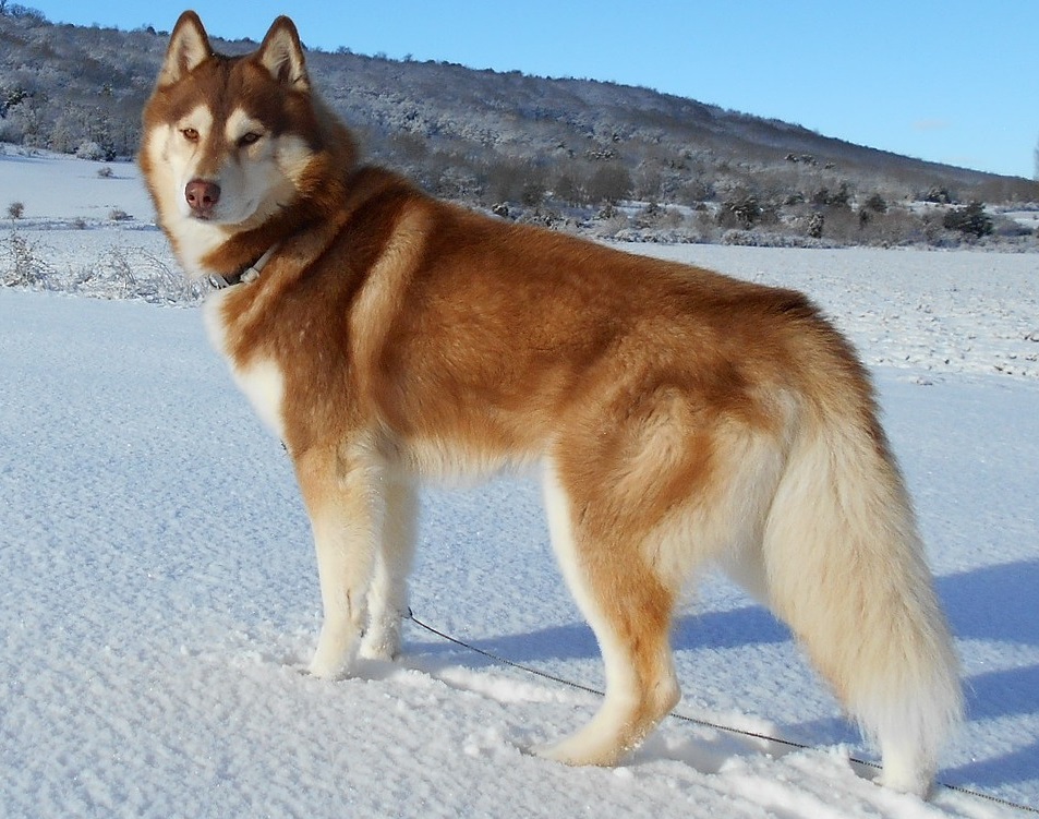 Husky Siberiano gris y blanco de pie sobre la nieve