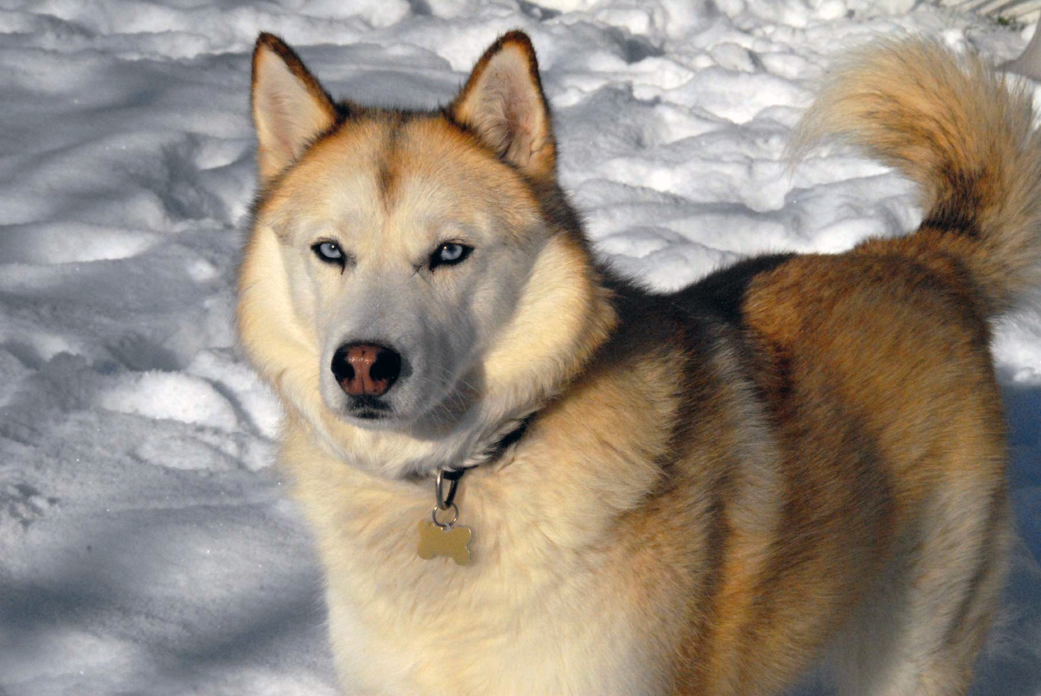 Husky Siberiano de color sable visto de perfil