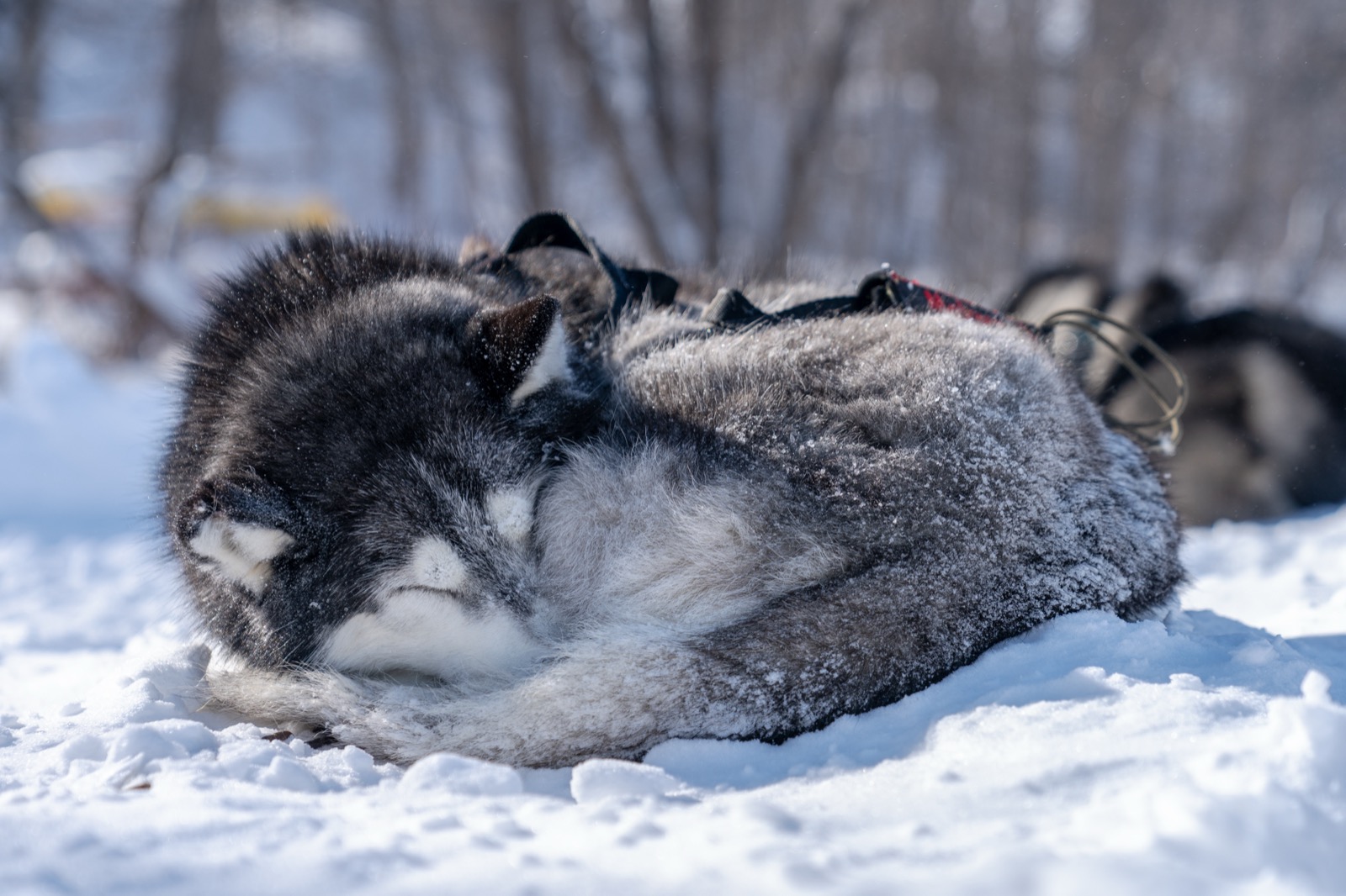 Husky Siberiano acurrucado en la nieve con la cola sobre el hocico