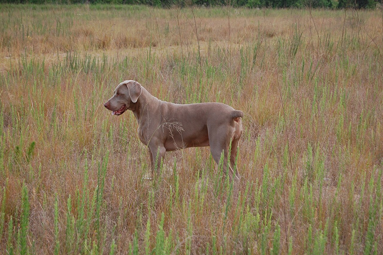 Braco de Weimar cazando en el campo, en plena accion