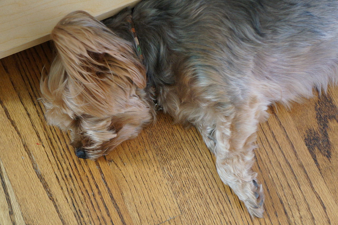 Yorkshire Terrier descansando con su pelaje azul acero y fuego