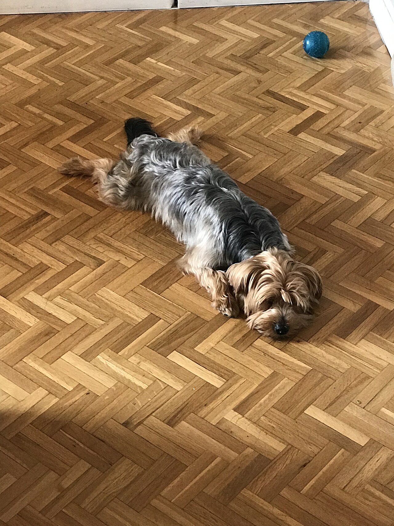 Yorkshire Terrier tumbado mostrando la silla azul del lomo y las patas tostadas