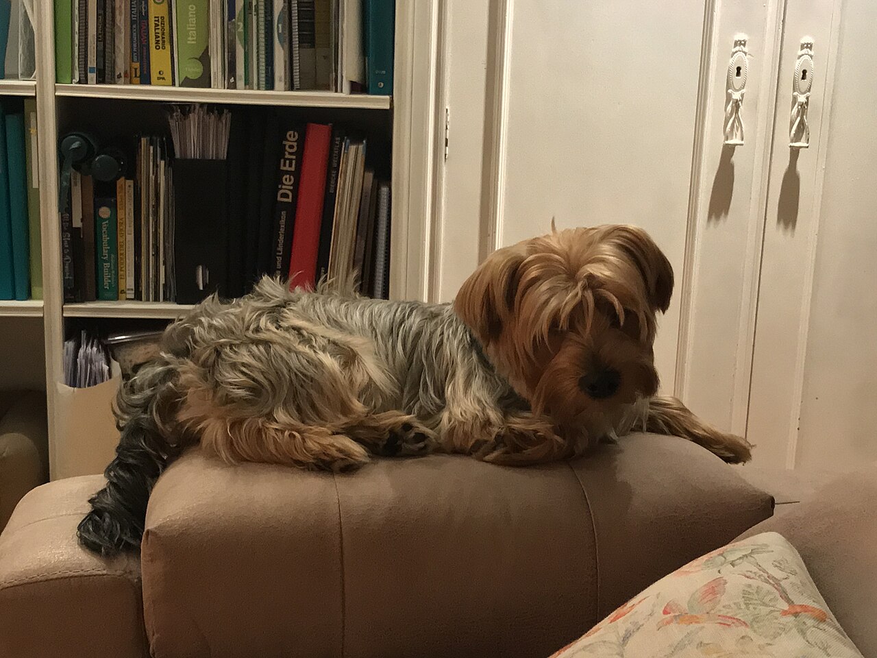 Yorkshire Terrier adulto con el pelo largo y sedoso reposando en un sofá