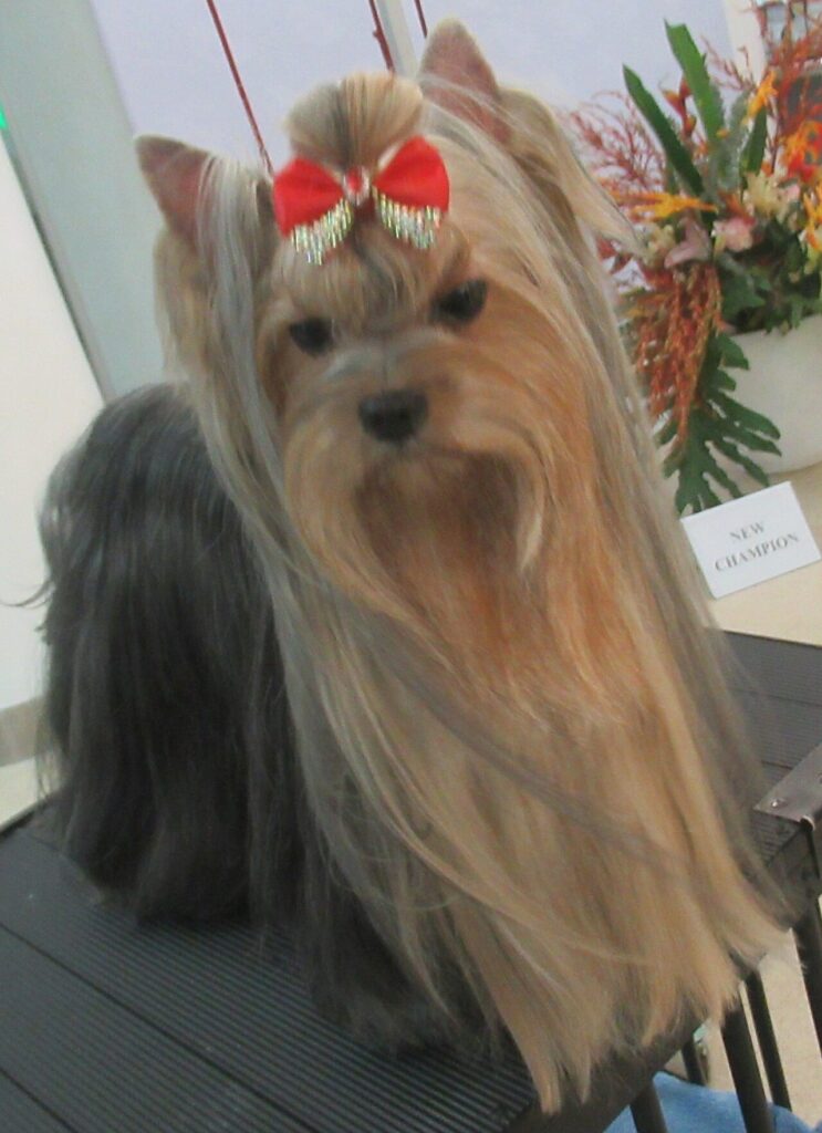 Yorkshire Terrier
