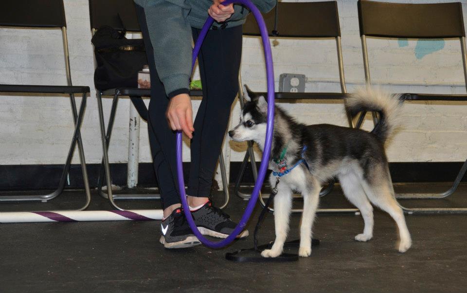 7 trucos divertidos para enseñar a tu perro este fin de semana