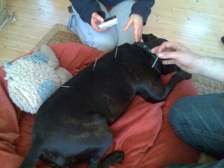 Acupuntura veterinaria: qué dice la evidencia
