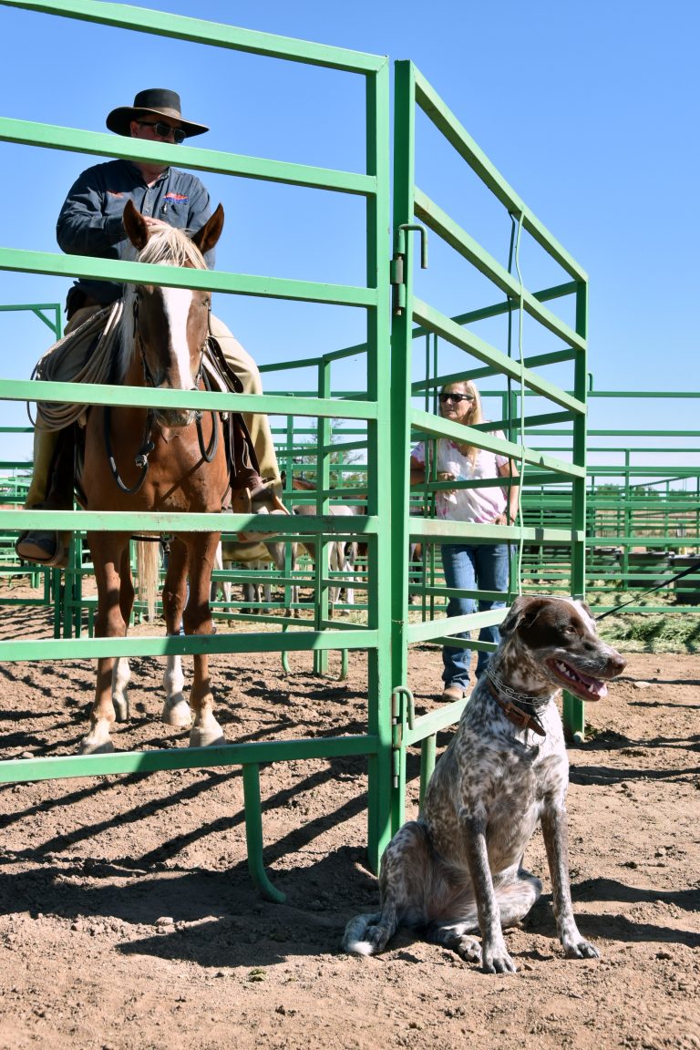 Adiestrar a un perro adoptado: los primeros 3 meses