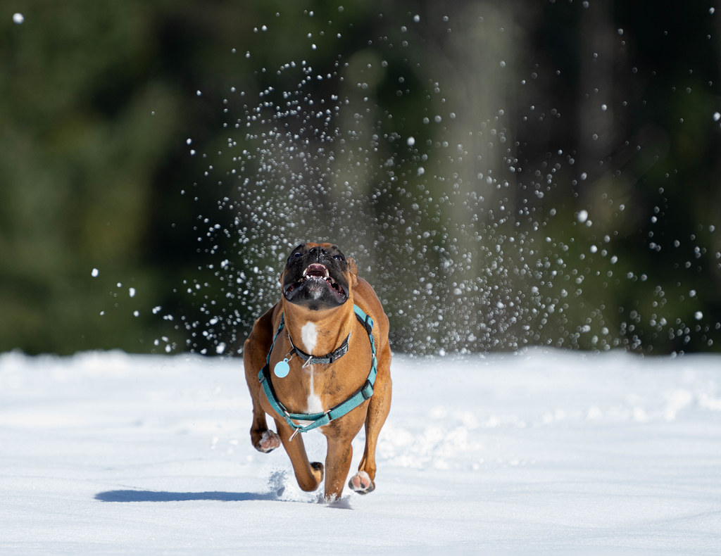 Alimentación para perros deportistas y muy activos