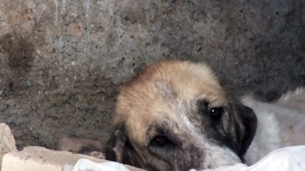 Artrosis en perros mayores: aliviar el dolor día a día