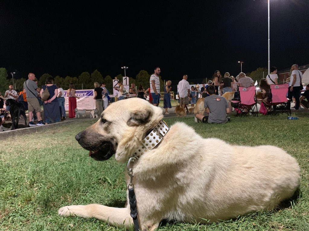 Aullidos: qué intenta decirte tu perro cuando aúlla