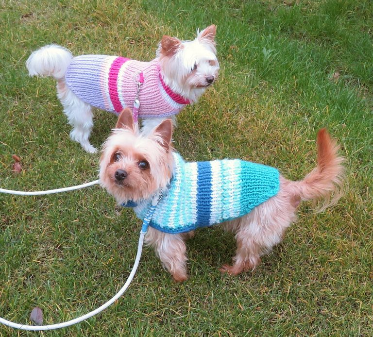 ¿Los perros necesitan abrigo? Cuándo la ropa sí tiene sentido