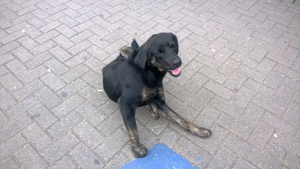 Alergias en perros: síntomas en la piel y cómo encontrar la causa