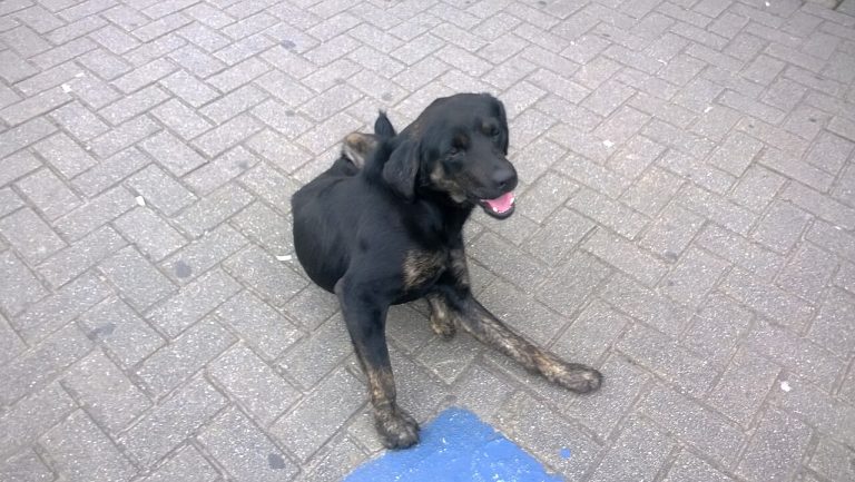 Alergias en perros: síntomas en la piel y cómo encontrar la causa