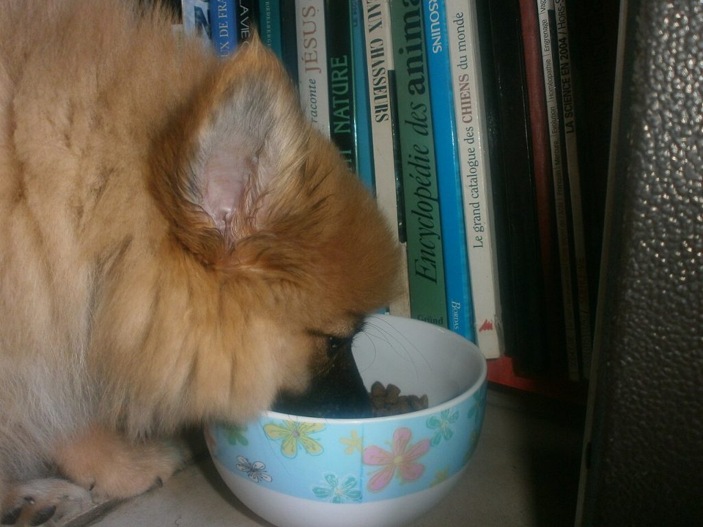 Alimentación del cachorro: qué, cuánto y cuántas veces al día