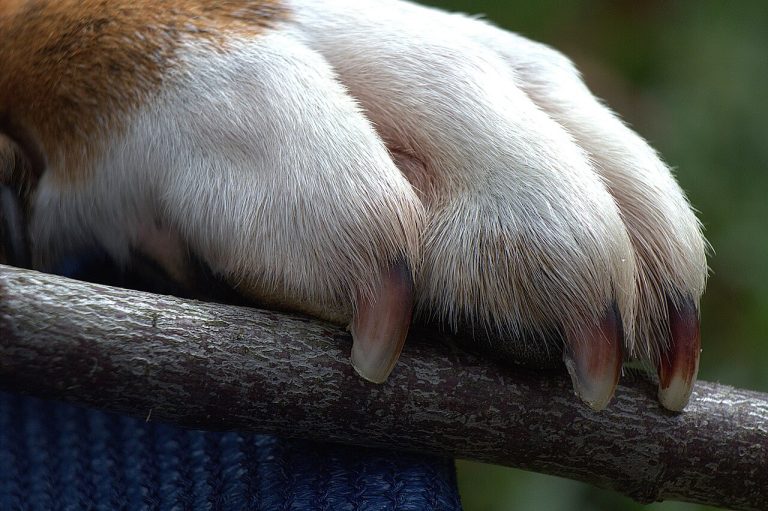 Damaged Pillows – How to Protect and Heal Your Dog’s Paws